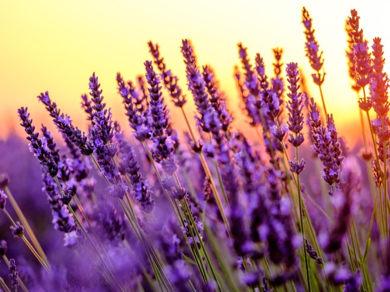 Lavendel in einem Feld.