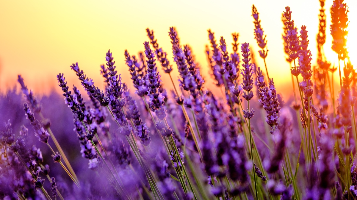 Lavendel in einem Feld.