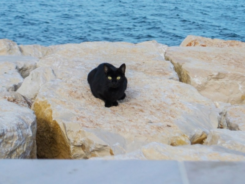 Eine schwarze Katze am Meer.