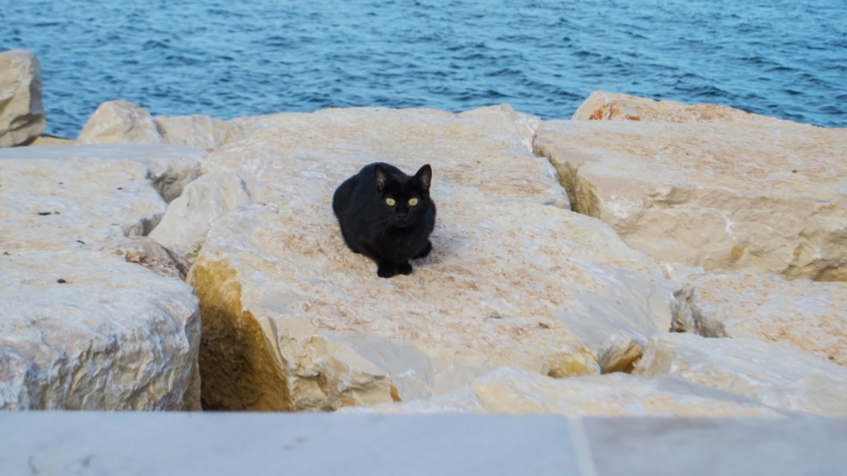 Eine schwarze Katze am Meer.