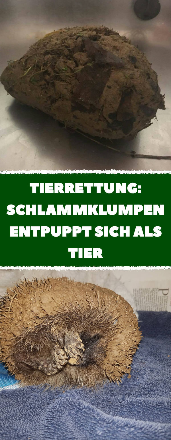 Tierrettung: Igel befand sich in Schlammklumpen