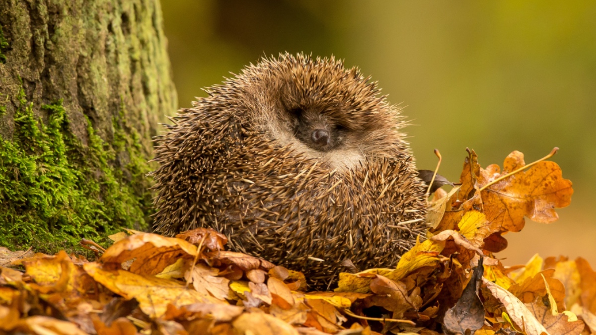 Ein kleiner Igel im Laub.