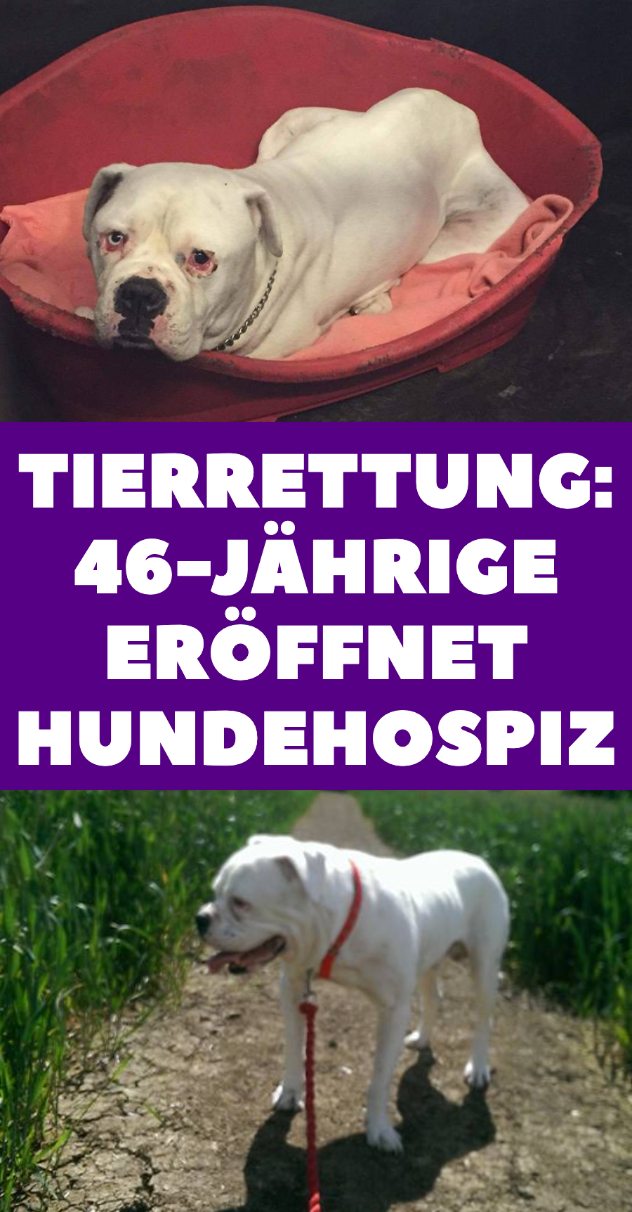 Tierrettung: Hundehospiz in England von Tierfreundin eröffnet