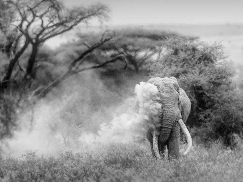 Ein dramatisches Porträt von einem Tusker-Elefant in Schwarzweiß.