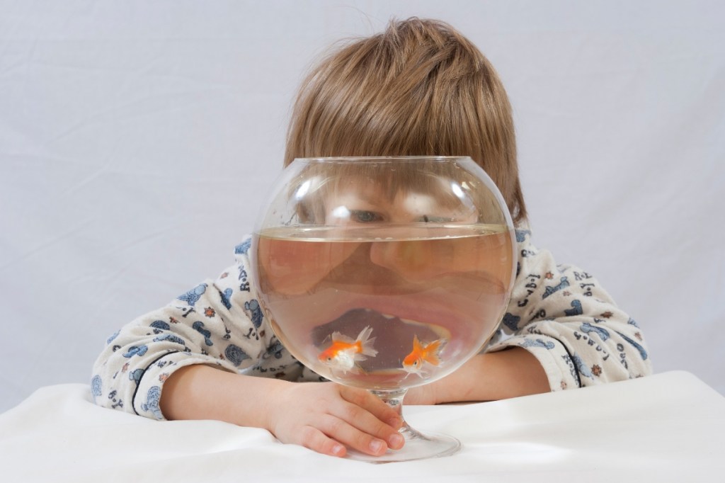 Ein Kind sitzt hinter einem Glas, in dem zwei Goldfische schwimmen.