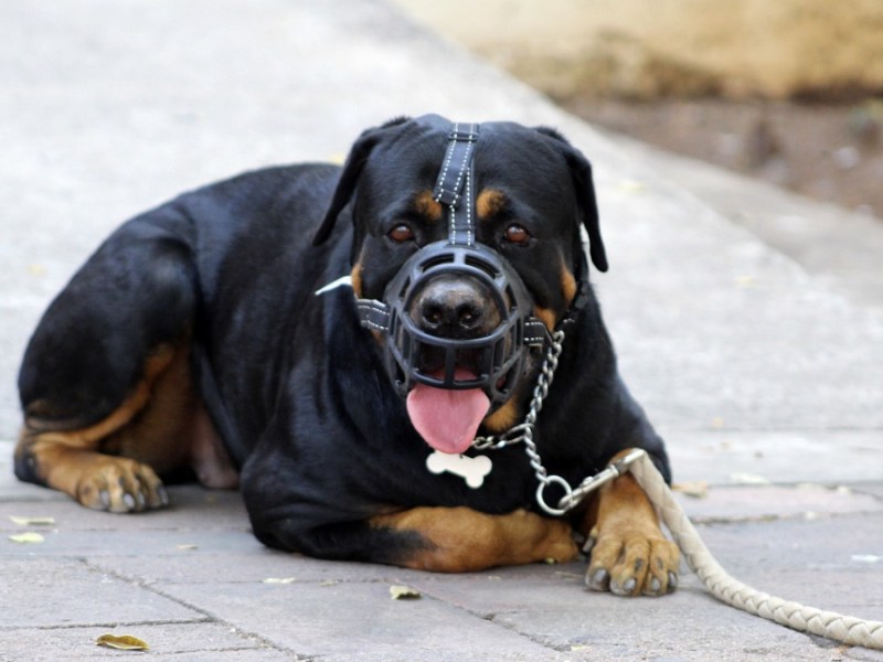 Ein Rottweiler mit Maulkorb liegt angeleint auf einem Gehweg.