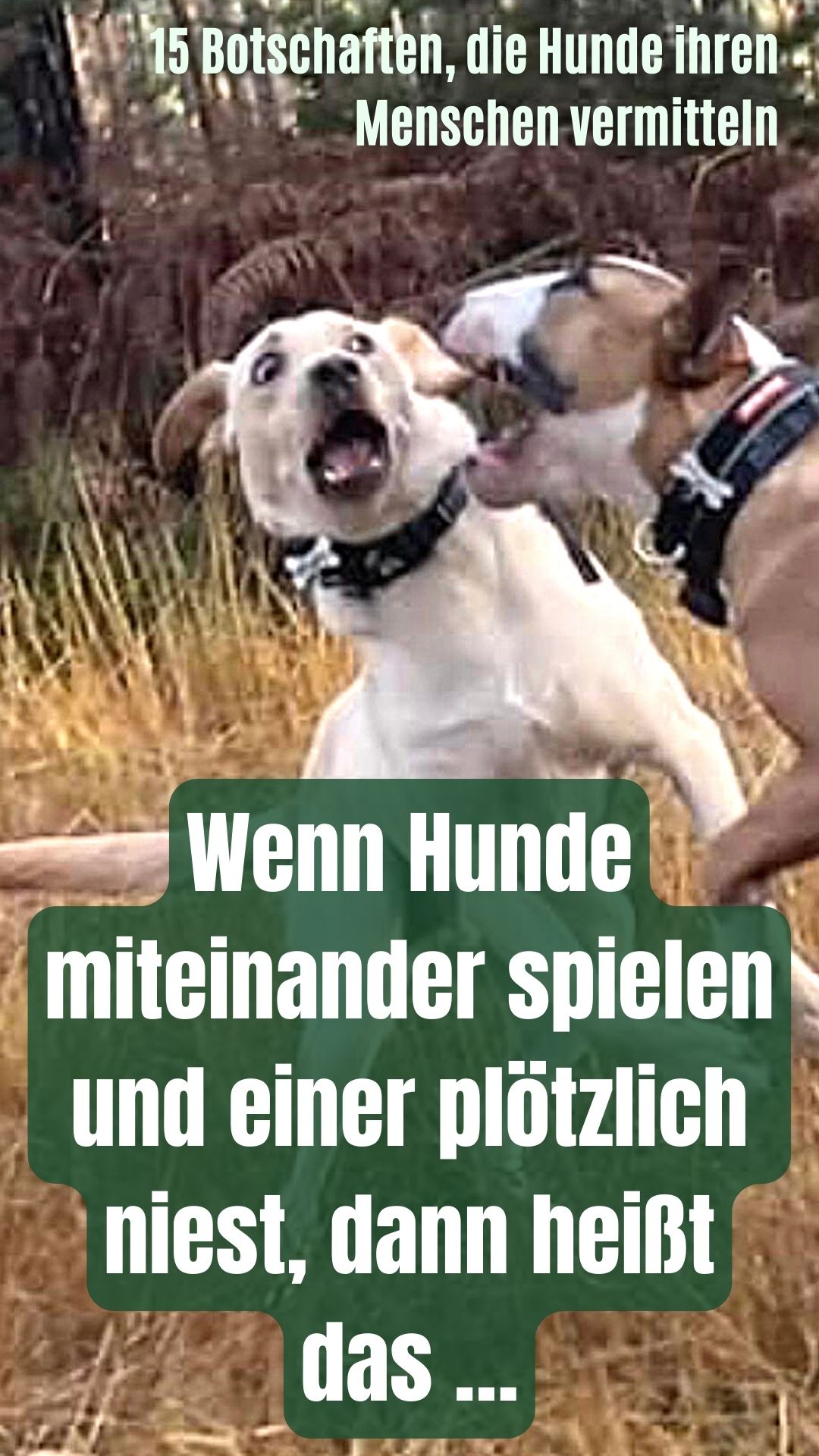 15 Botschaften, die Hunde ihren Menschen vermitteln