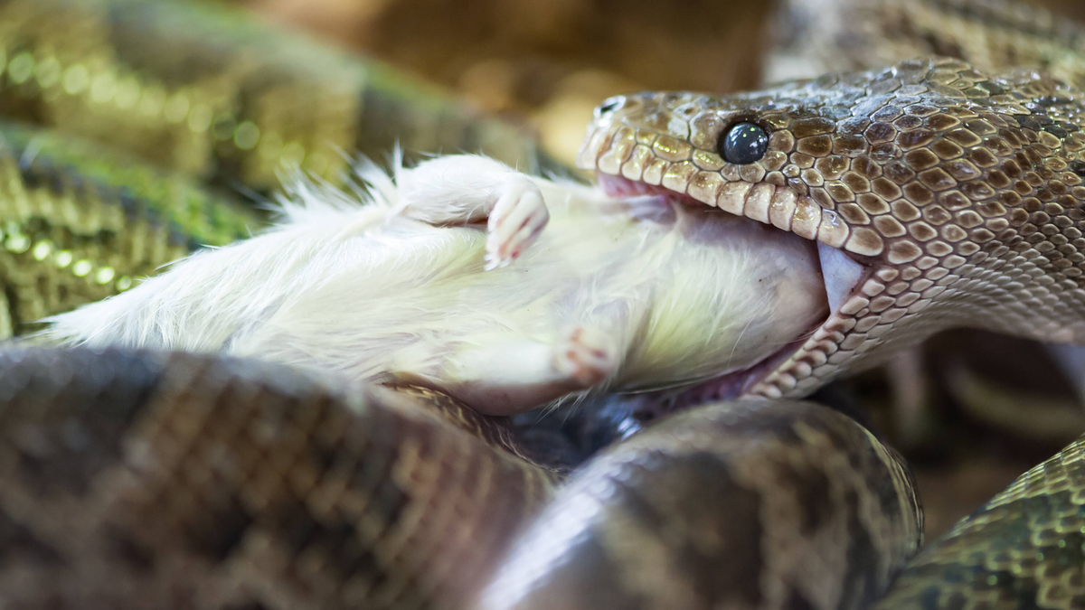 Eine Königsnatter verspeist eine Ratte.