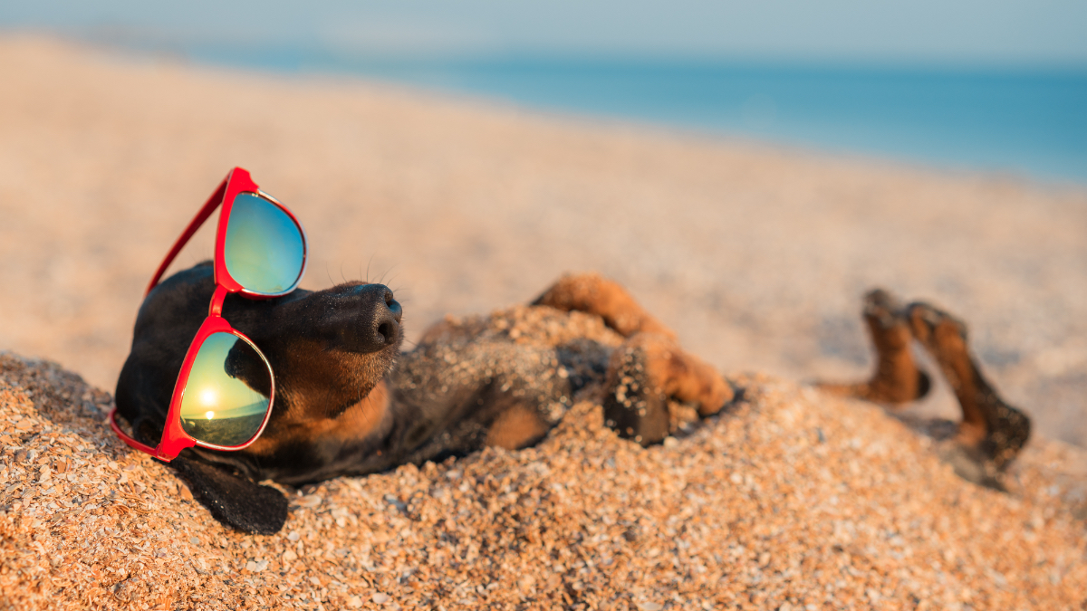 Ein Dackel mit roter Sonnenbrille liegt am Strand.