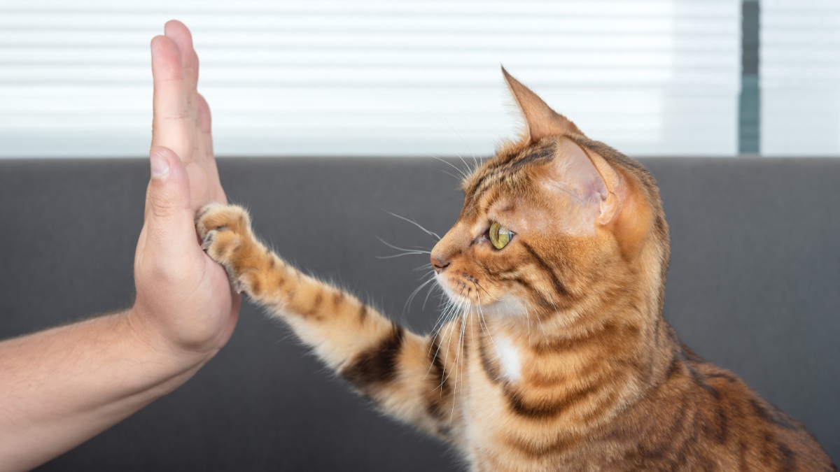 Die niedliche bengalische Katze gibt ihrem Besitzer liebevoll eine Pfote.