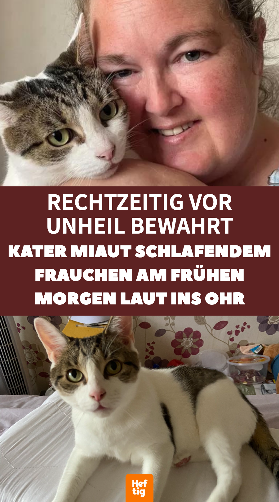 Im Schlaf: Kater rettet Besitzerin vor Herzinfarkt