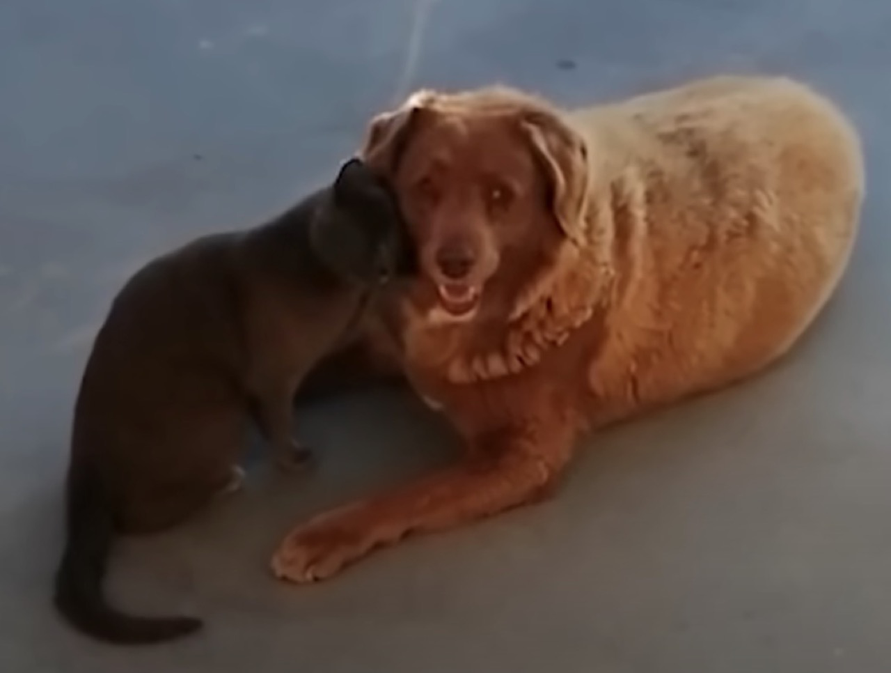 Bobi, der älteste Hund der Welt, schmust mit einer Katze.