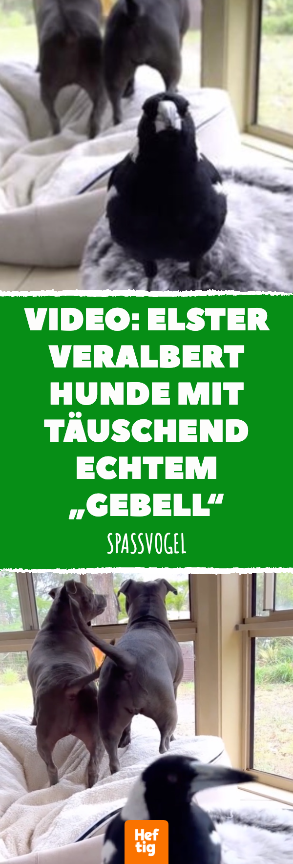 Lustiges Video: Elster macht Hunde nach