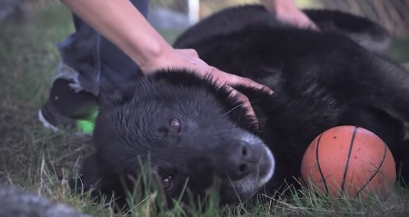 Ein schwarzer Hund spielt mit einem Ball und lässt sich streicheln.