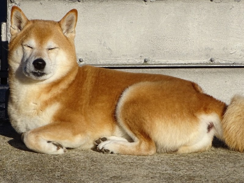 Ein Shiba-Inu-Hund schläft auf einer Straße.