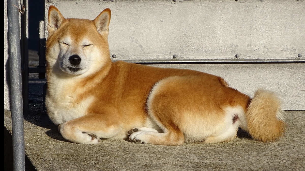 Ein Shiba-Inu-Hund schläft auf einer Straße.