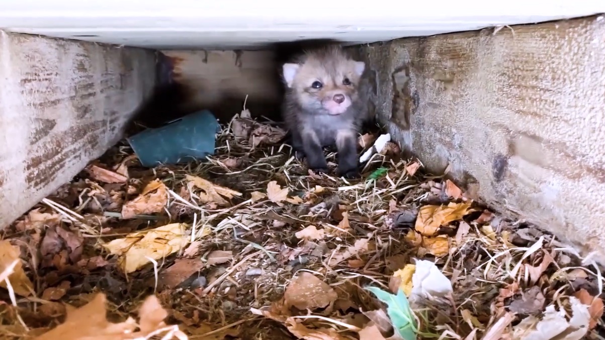 Ein Fuchsbaby unter einer Veranda