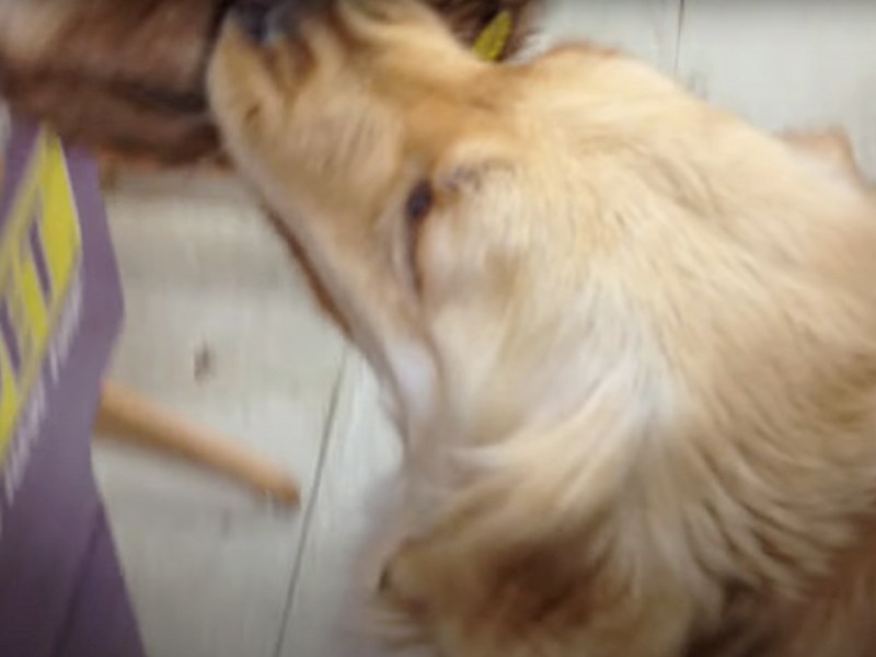 Ein Golden Retriever sucht sich ein Spielzeug aus.