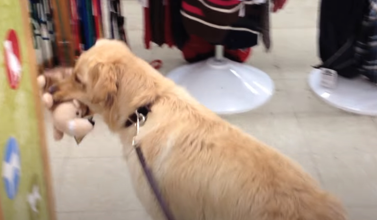 Ein Golden Retriever mit einem Spielzeug im Maul.