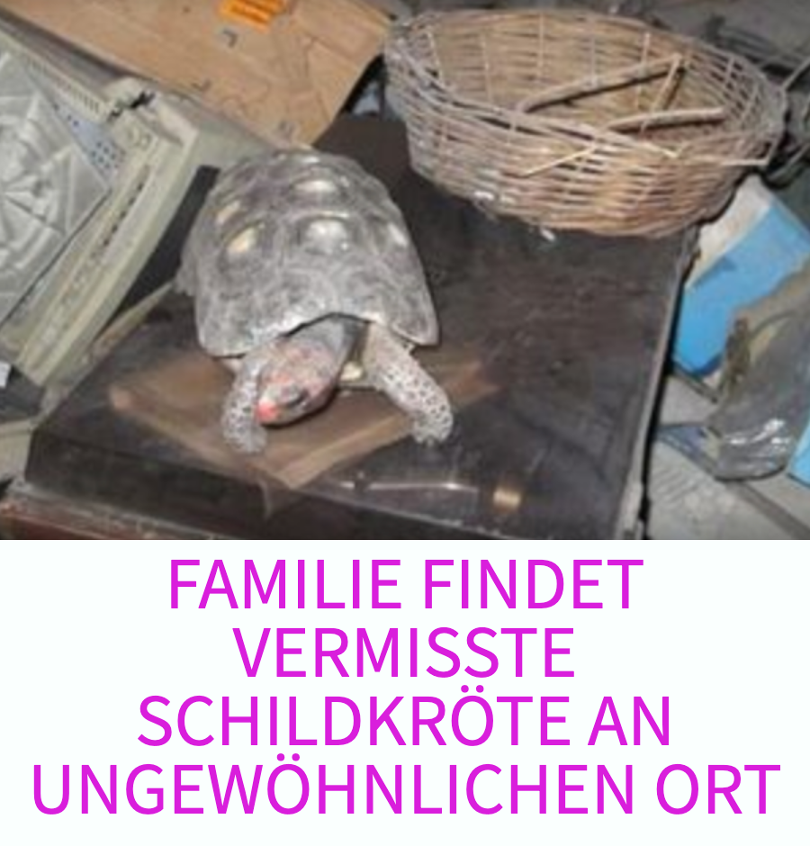 Familie findet vermisste Schildkröte an ungewöhnlichem Ort