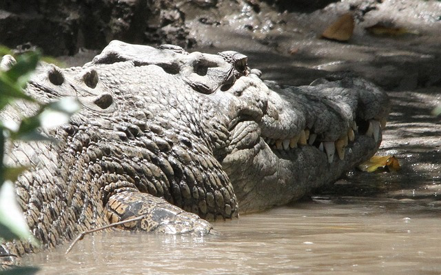 Ein Krokodil kommt an einem Ufer aus dem Wasser.