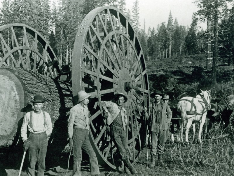 Foto von 1895 in Kalifornien. Holzfäller, die einen sehr großen Stamm transportieren.