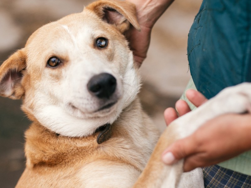 Ein Hund umarmt sein Herrchen und gibt Pfötchen.