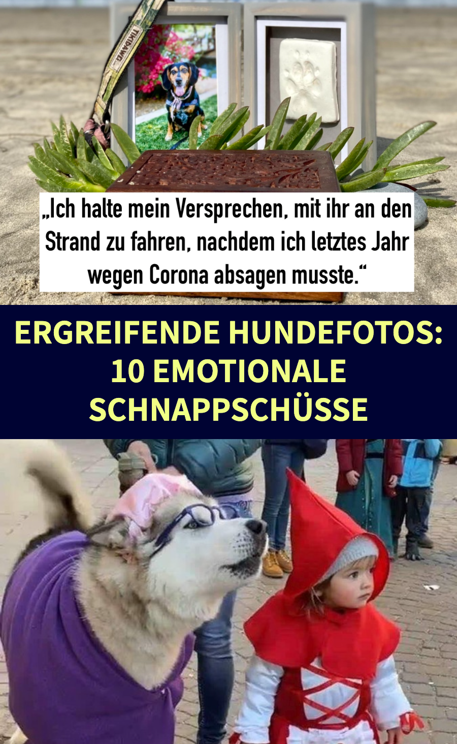 10 Hundebilder, die ans Herz gehen