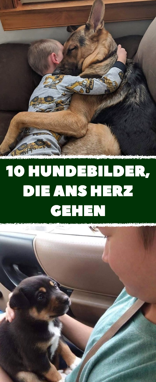 10 Hundebilder, die ans Herz gehen