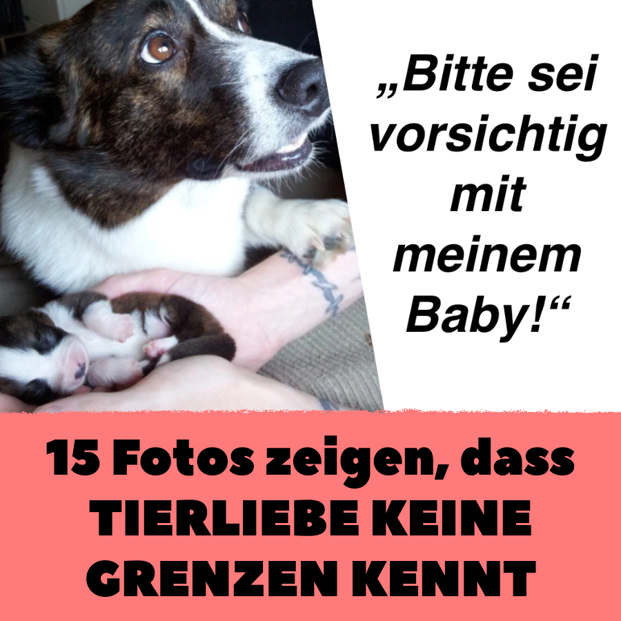 15 Fotos zeigen, dass Tierliebe keine Grenzen kennt