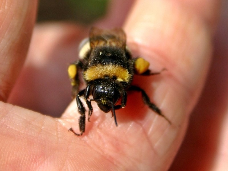 Eine erschöpfte Hummel sitzt am Finger einer Hand.