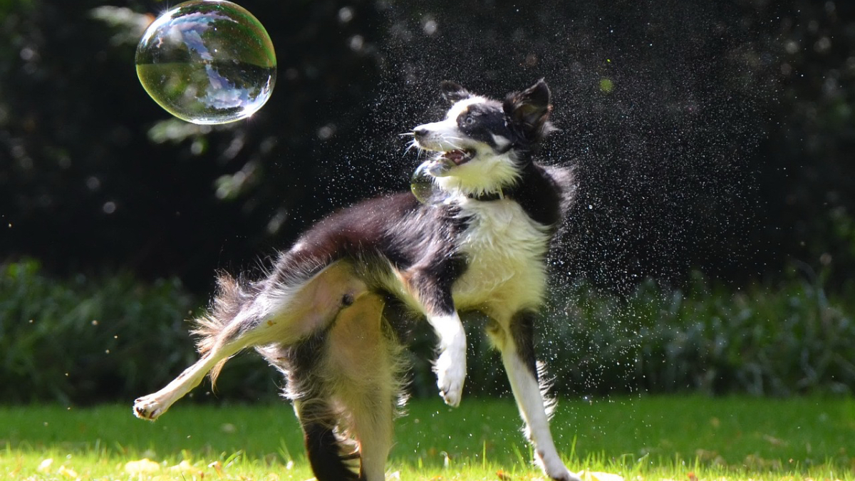 Ein im Sprung fotografierter Hund, der nach einer Seifenblase schnappt.