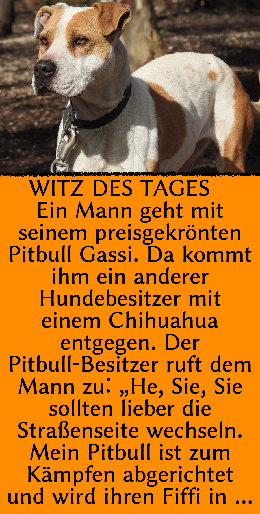 Witz des Tages: Pitbull kämpft gegen Chihuahua