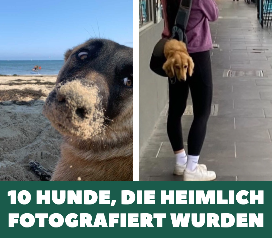 10 Hunde, die heimlich fotografiert wurden