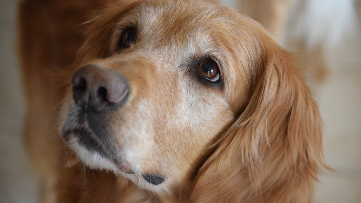 Ein Foto von einem Golden Retriever.