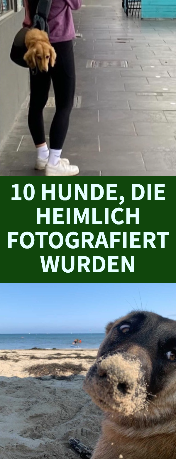 10 Hunde, die heimlich fotografiert wurden