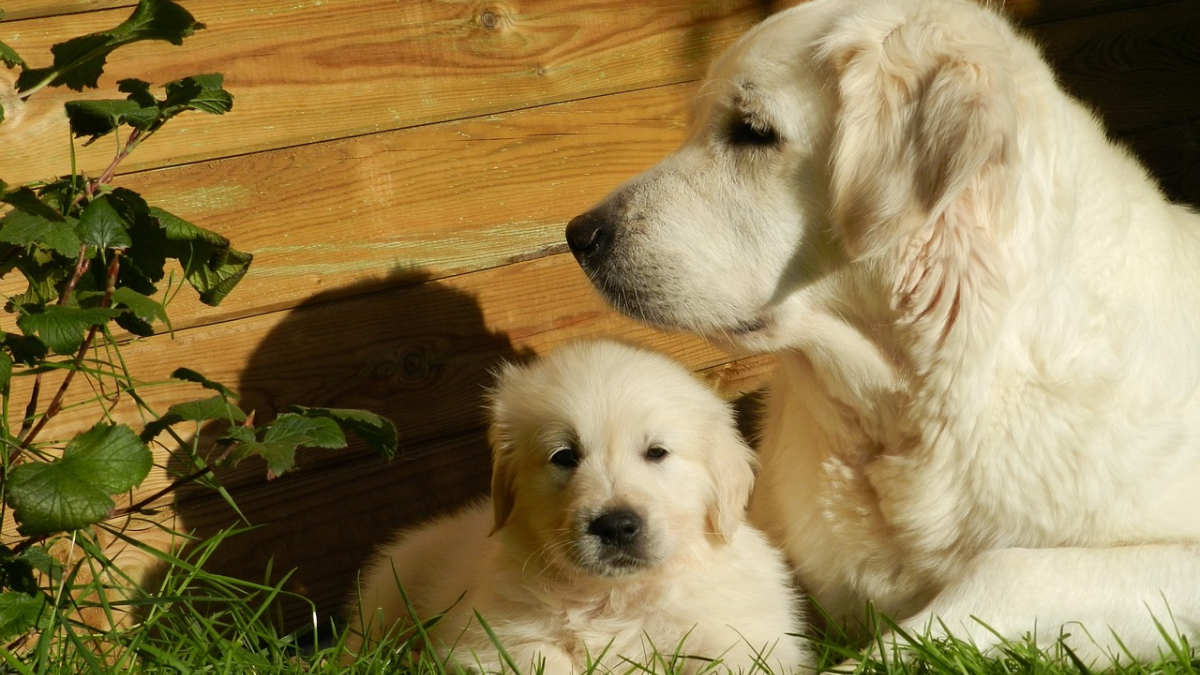 Eine Golden-Retriever-Hündin mit einem Welpen.