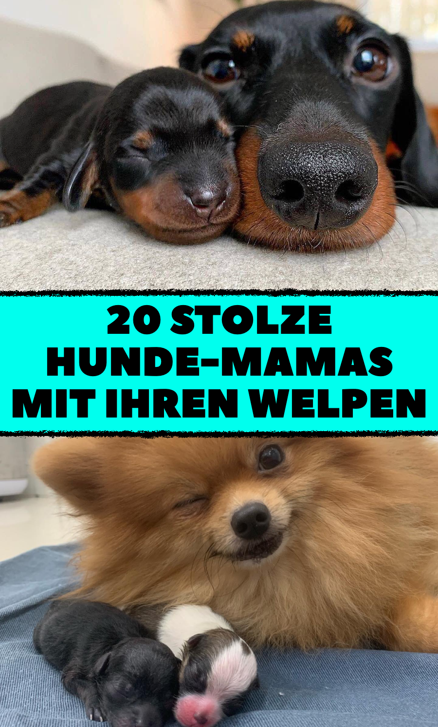 20 Hunde-Mamas, die stolz wie Oskar sind