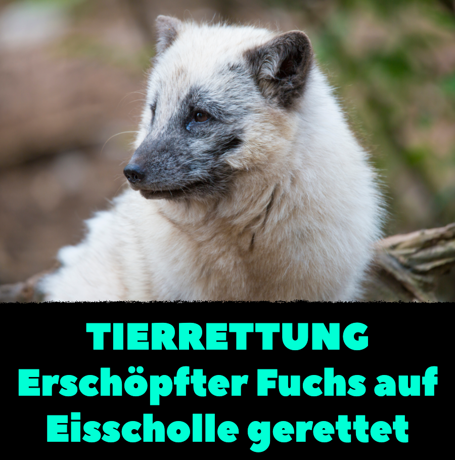 Tierrettung: Erschöpfter Fuchs auf Eisscholle gerettet