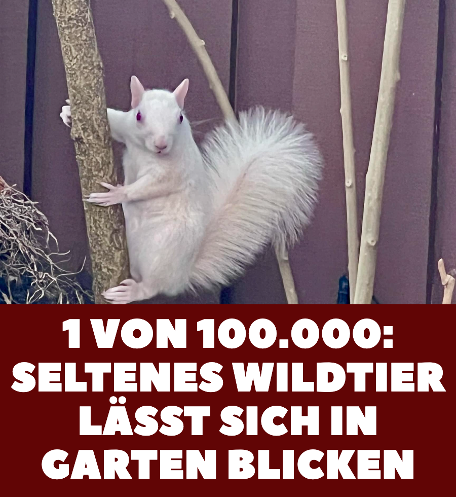 Albino-Eichhörnchen besucht immer wieder Ehepaar