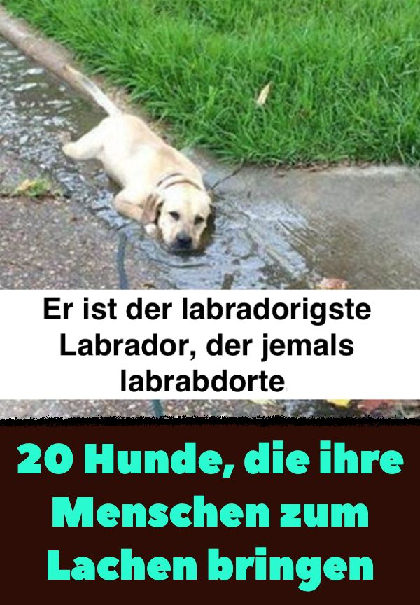 20 Hunde, die ihre Menschen zum Lachen bringen