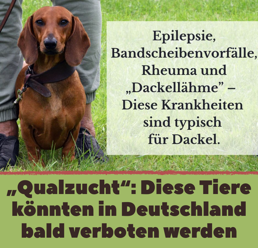 Qualzucht: Droht diesen 15 Tierrassen in Deutschland das Aus?