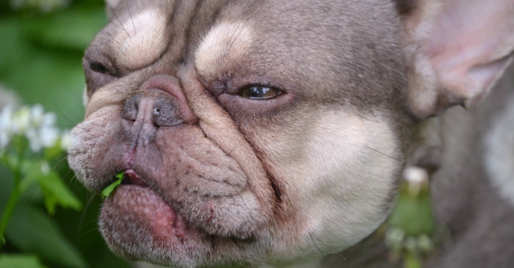 Französische Bulldogge