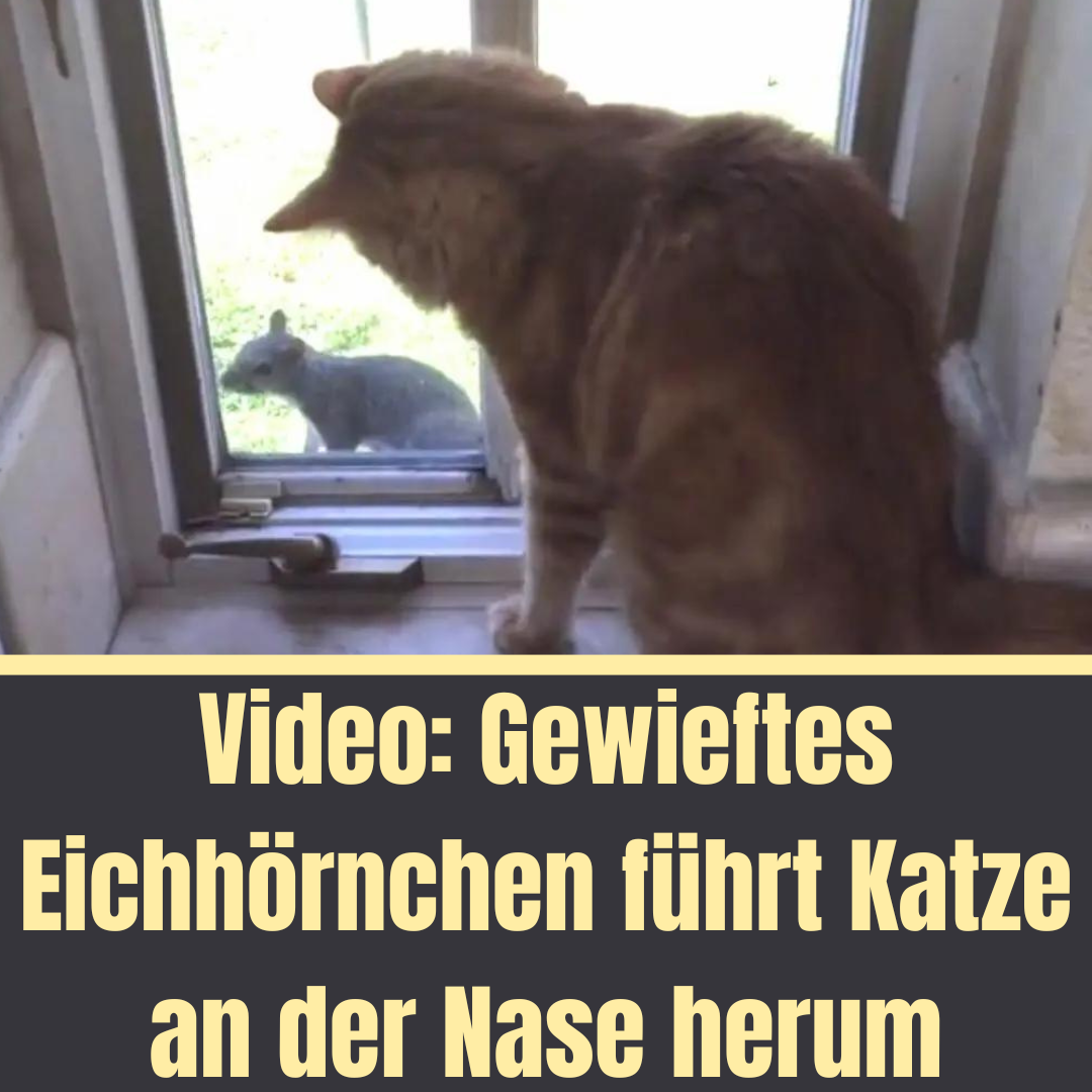 Video: Gewieftes Eichhörnchen führt Katze an der Nase herum