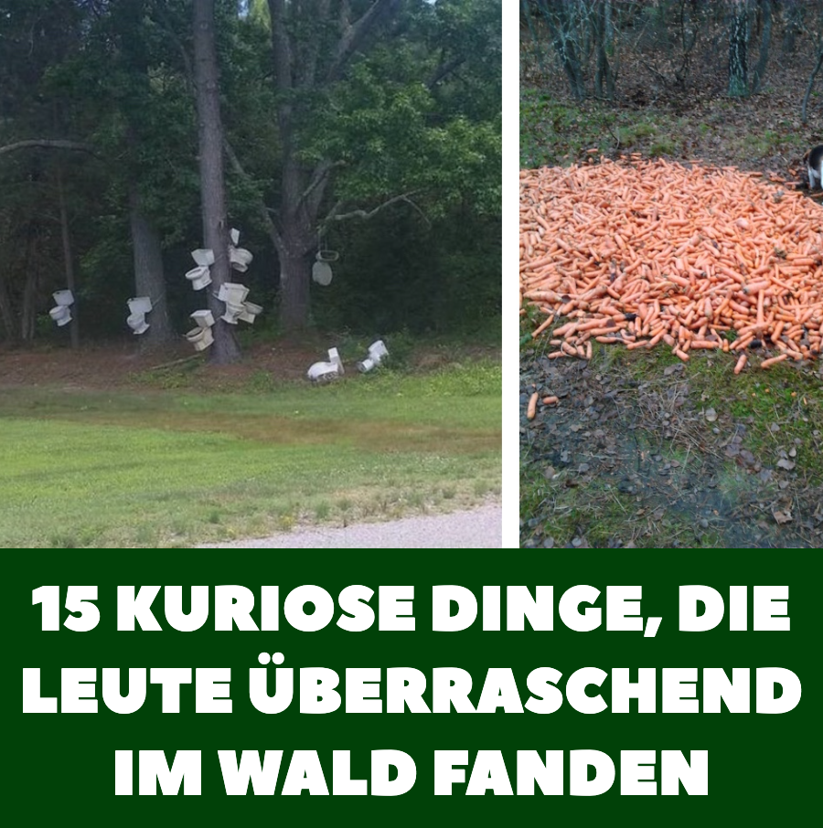 15 kuriose Dinge, die Leute überraschend im Wald fanden