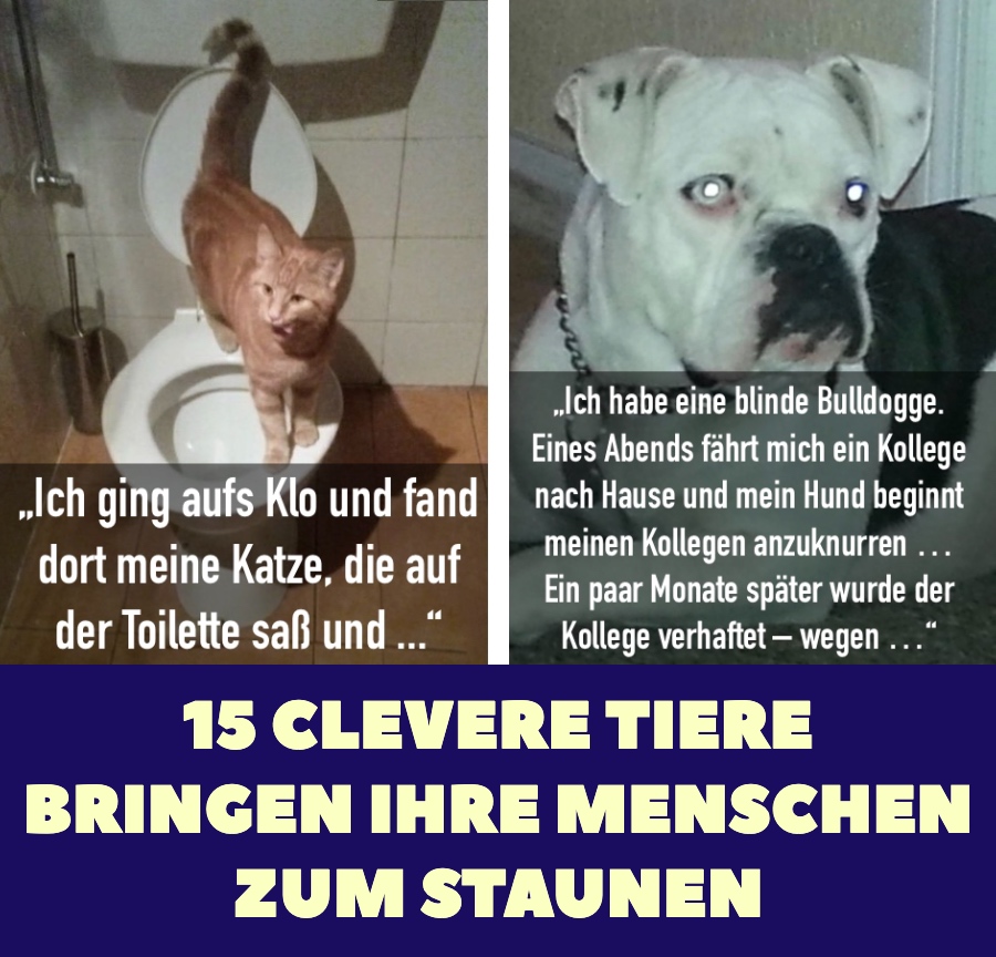 Clevere Tiere bringen ihre Menschen zum Staunen