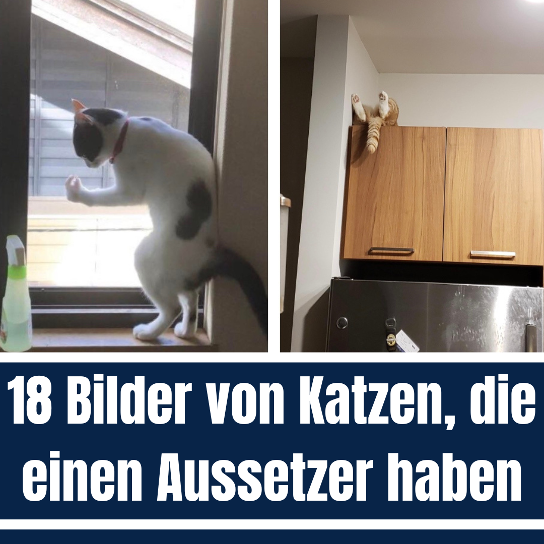 Fails: 18 niedliche und lustige Bilder von Katzen